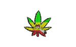 Termo łatka, aplikacja gandzia marihuana
